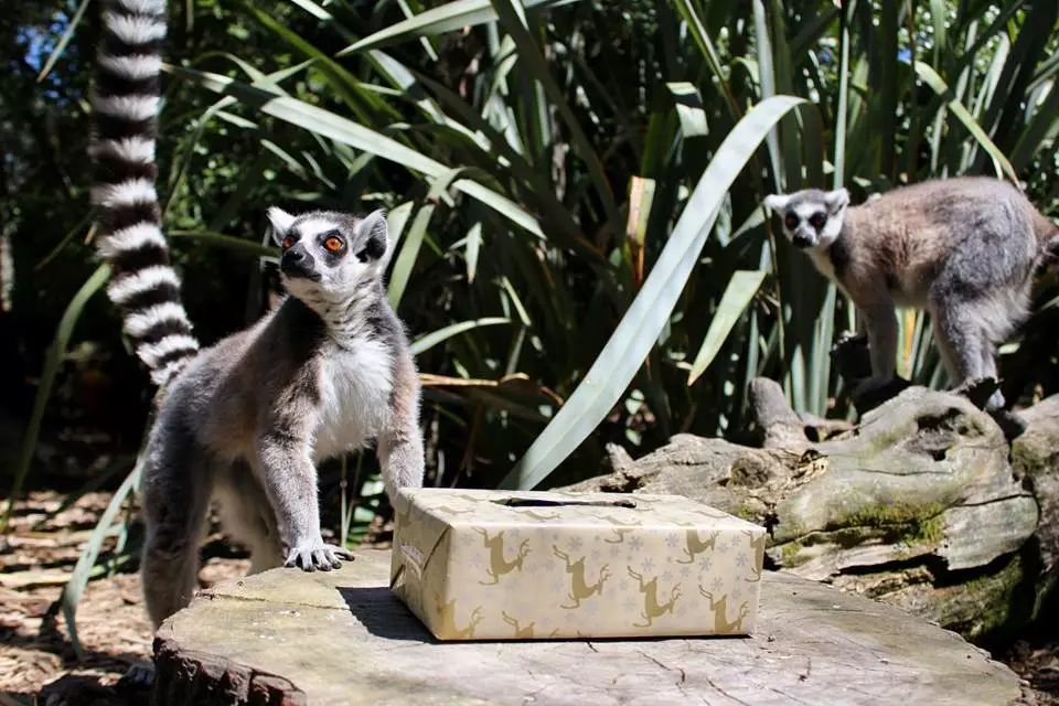 新西兰资讯  位于基督城的willowbank wildlife reserve(柳岸野生动物